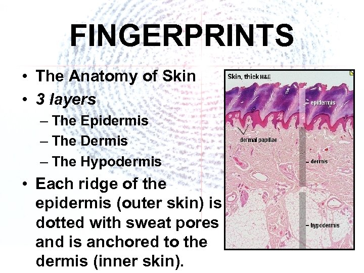 FINGERPRINTS • The Anatomy of Skin • 3 layers – The Epidermis – The