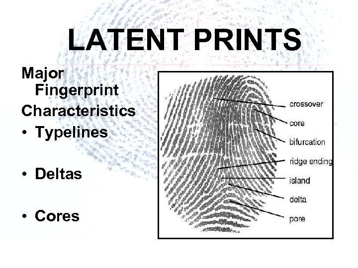 LATENT PRINTS Major Fingerprint Characteristics • Typelines • Deltas • Cores 
