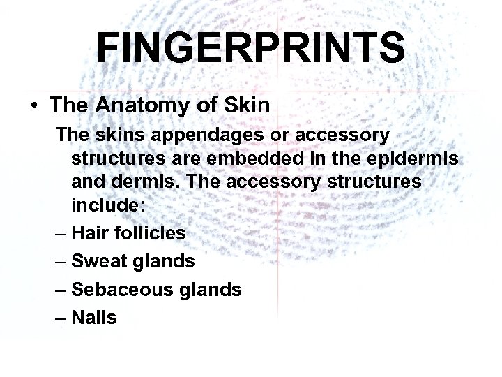 FINGERPRINTS • The Anatomy of Skin The skins appendages or accessory structures are embedded