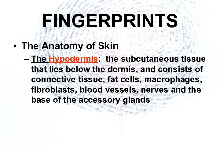 FINGERPRINTS • The Anatomy of Skin – The Hypodermis: the subcutaneous tissue that lies