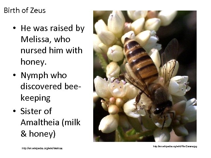 Birth of Zeus • He was raised by Melissa, who nursed him with honey.