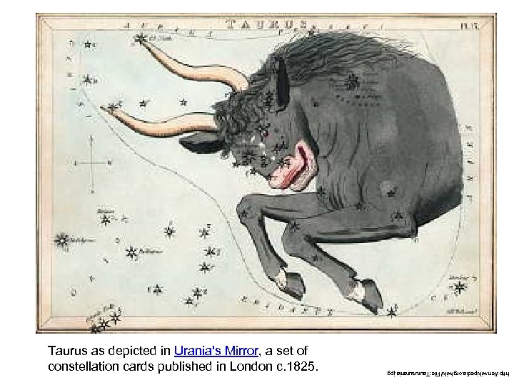 http: //en. wikipedia. org/wiki/File: Taurusurania. jpg Taurus as depicted in Urania's Mirror, a set