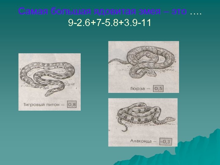 Самая большая ядовитая змея – это …. 9 -2. 6+7 -5. 8+3. 9 -11