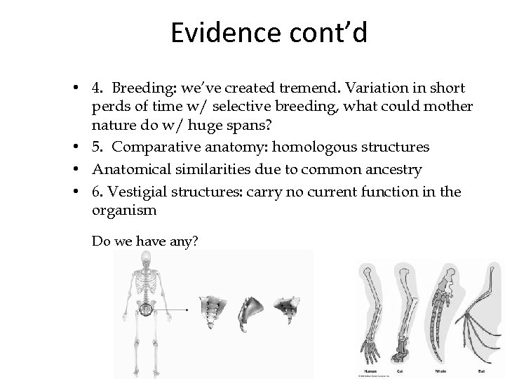 Evidence cont’d • 4. Breeding: we’ve created tremend. Variation in short perds of time