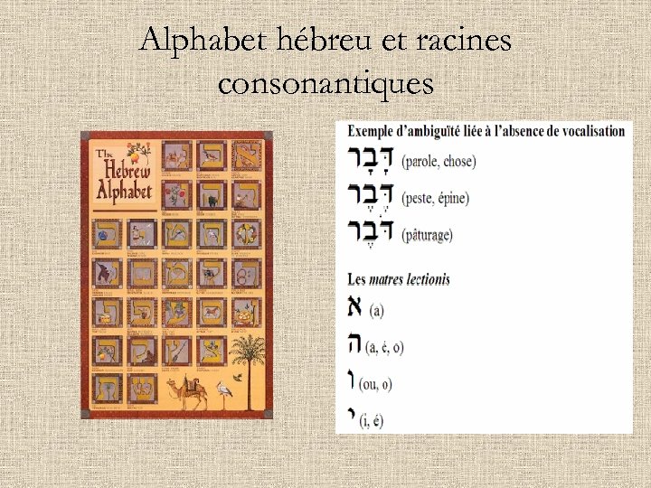 Alphabet hébreu et racines consonantiques 