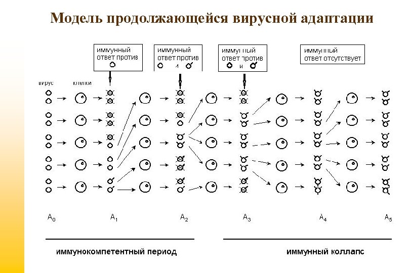 Модель продолжающейся вирусной адаптации 