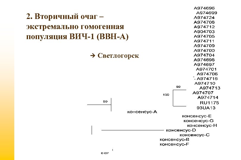 2. Вторичный очаг – экстремально гомогенная популяция ВИЧ-1 (ВВН-А) Светлогорск 