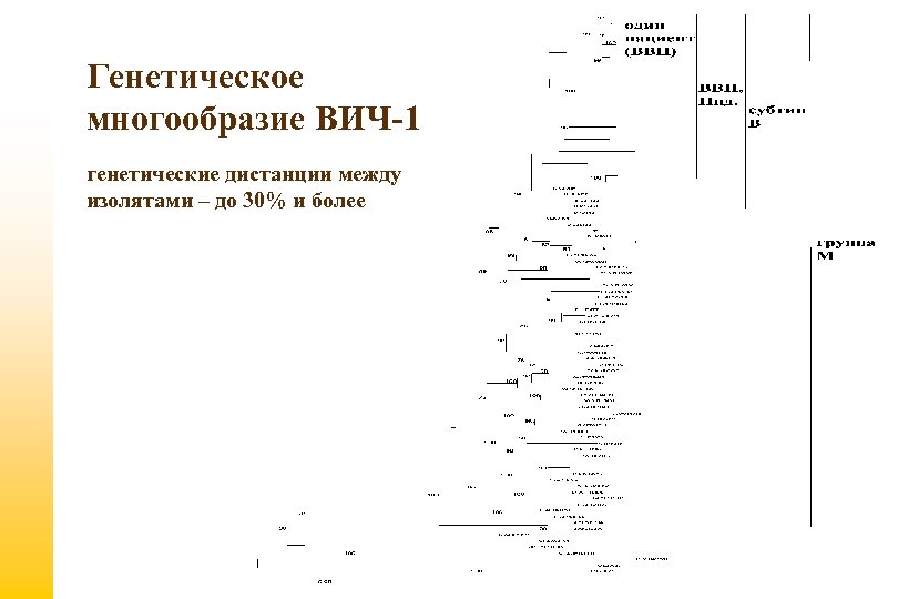 Генетическое многообразие ВИЧ-1 генетические дистанции между изолятами – до 30% и более 