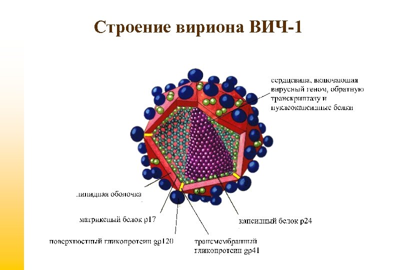  Строение вириона ВИЧ-1 