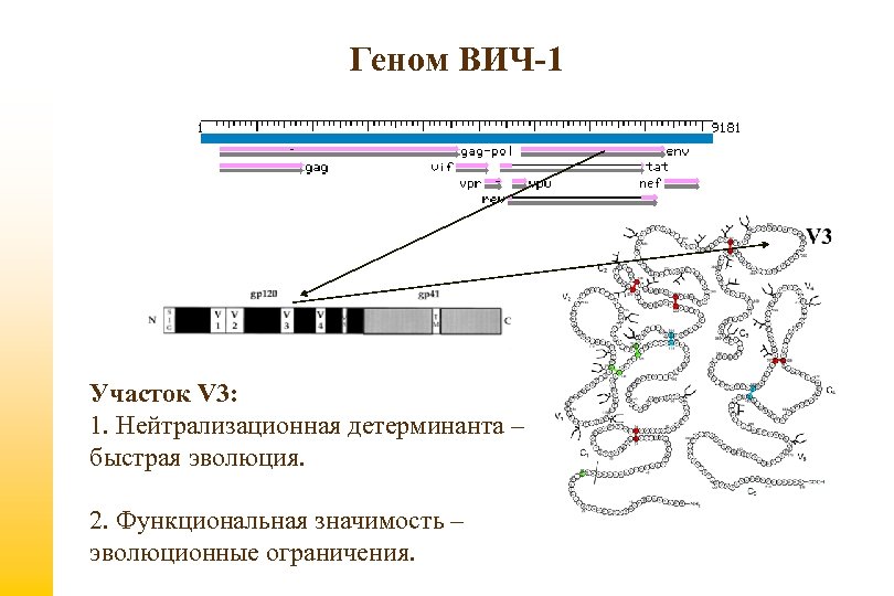 Геном ВИЧ-1 Участок V 3: 1. Нейтрализационная детерминанта – быстрая эволюция. 2. Функциональная значимость