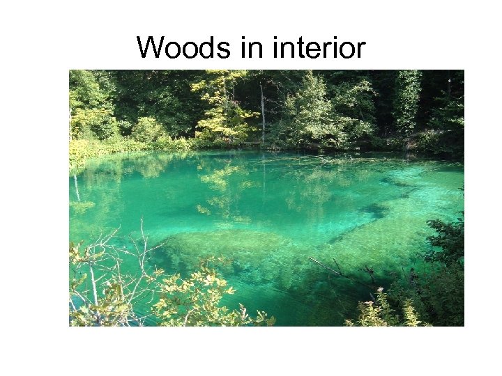 Woods in interior 