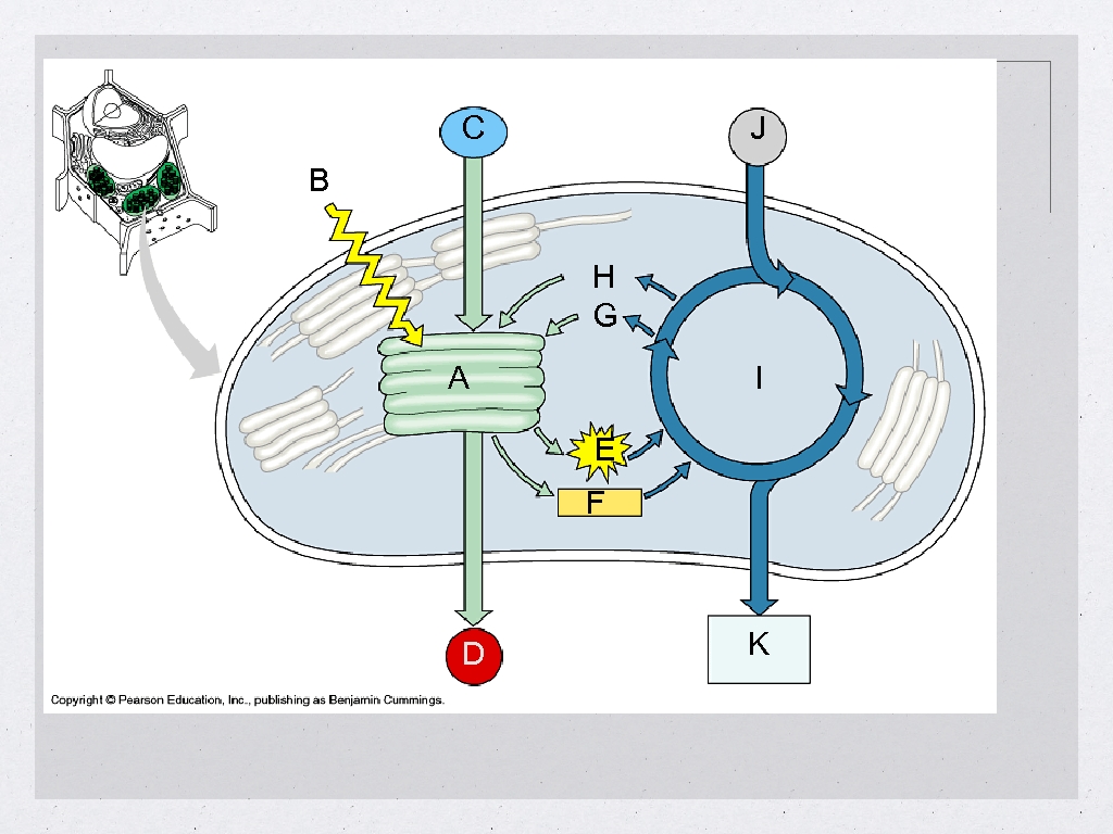 C J B H G A I E F D K 