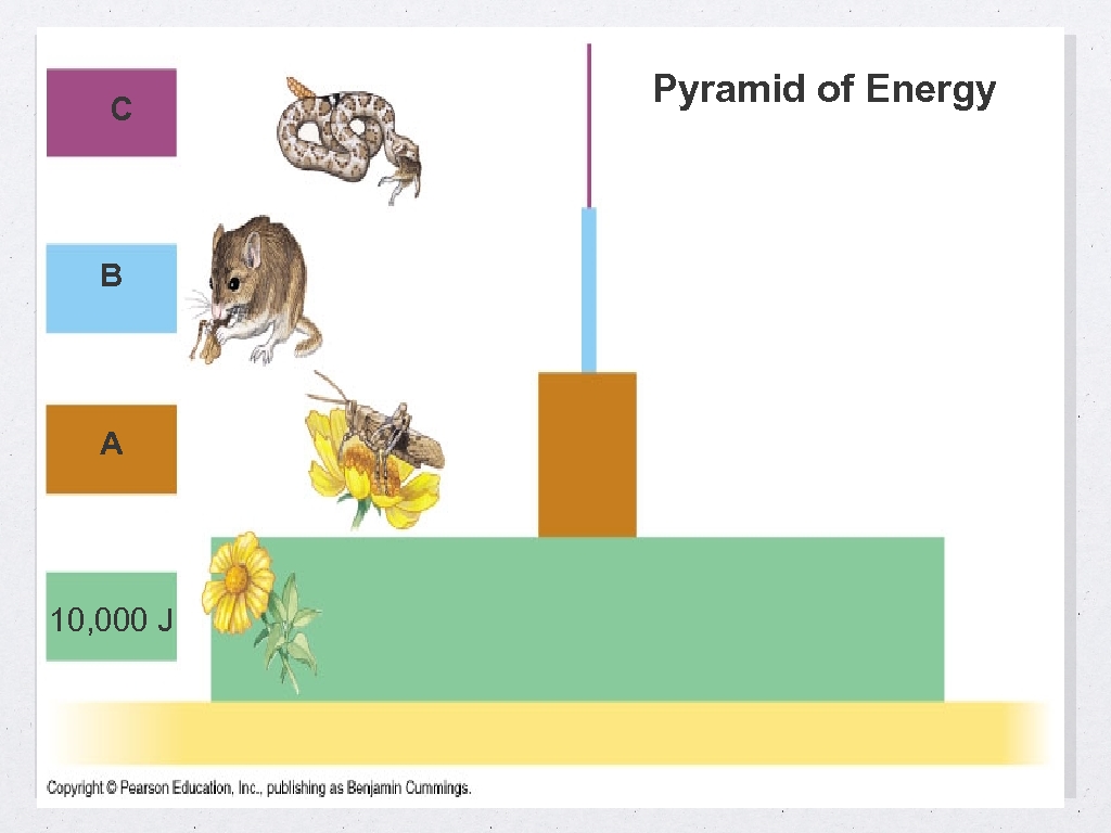 C B A 10, 000 J Pyramid of Energy 