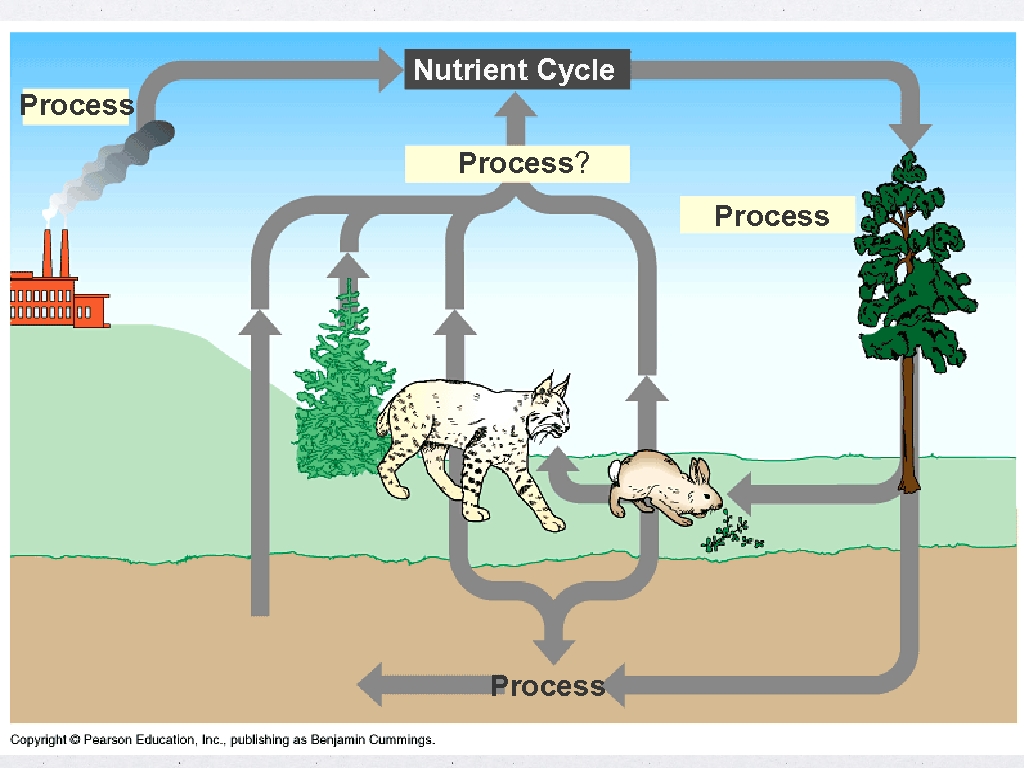 Nutrient Cycle Process? Process 