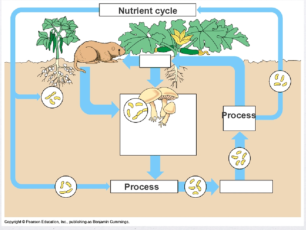 Cycle process. Nitrogen Cycle. Nitrogen Cycle in nature. Nutrient Cycling.