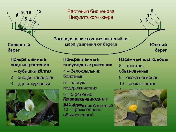 7 8 9, 10 5 4 Северный берег 2 8 11 3 6 Растения