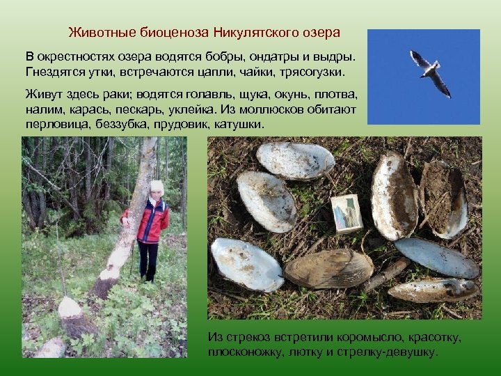 Животные биоценоза Никулятского озера В окрестностях озера водятся бобры, ондатры и выдры. Гнездятся утки,