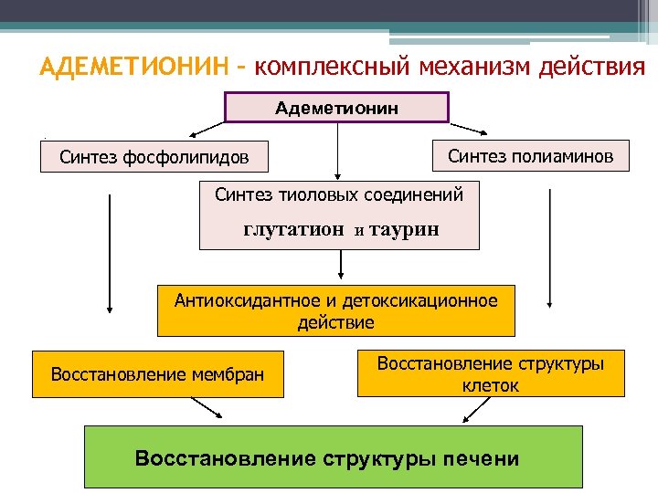 Комплексное действие. Адеметионин механизм действия. Механизм действия адеметионина. Адеметионин гептрал механизм действия. Гептрал механизм действия.