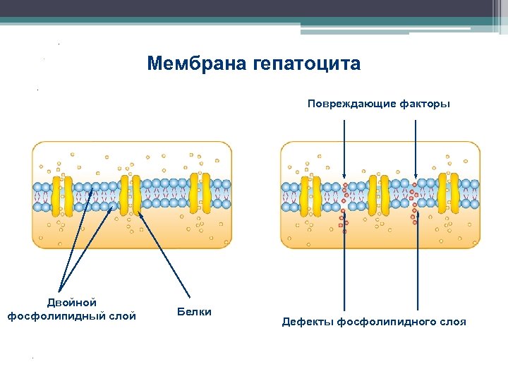 Система мембран