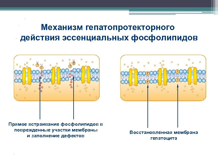 . . . Механизм гепатопротекторного действия эссенциальных фосфолипидов 35% 38, 2% 42% 83% 95%