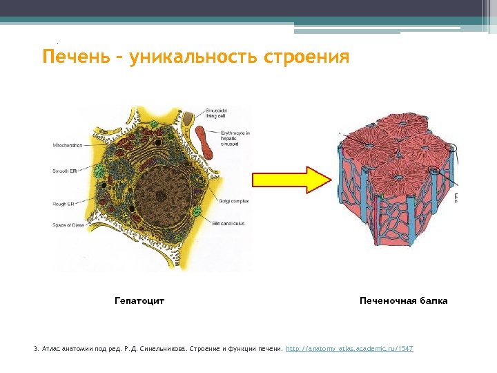 . Печень – уникальность строения . 35% 38, 2% 42% 83% 95% 55% Гепатоцит