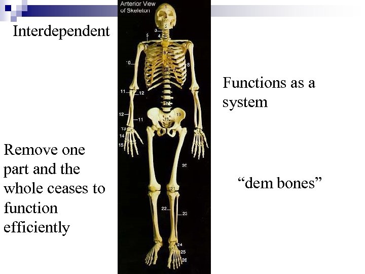  Interdependent Remove one part and the whole ceases to function efficiently Functions as