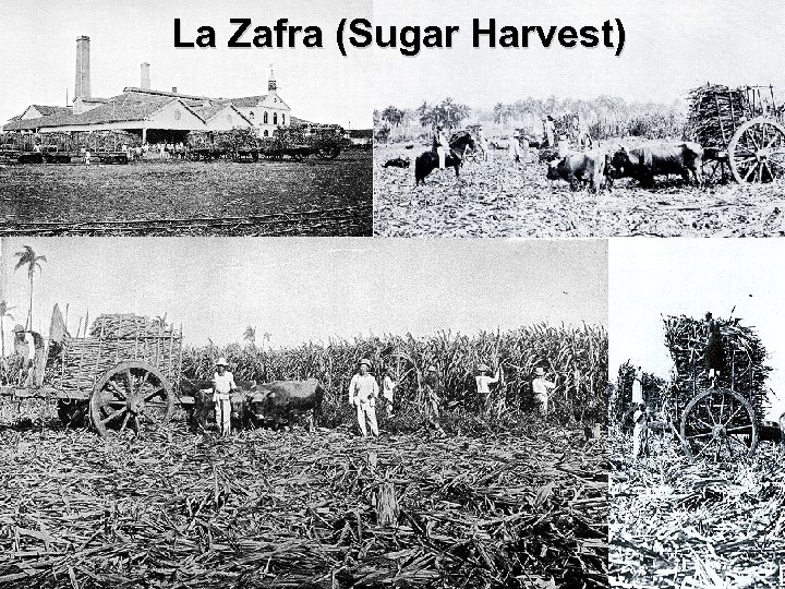 La Zafra (Sugar Harvest) 