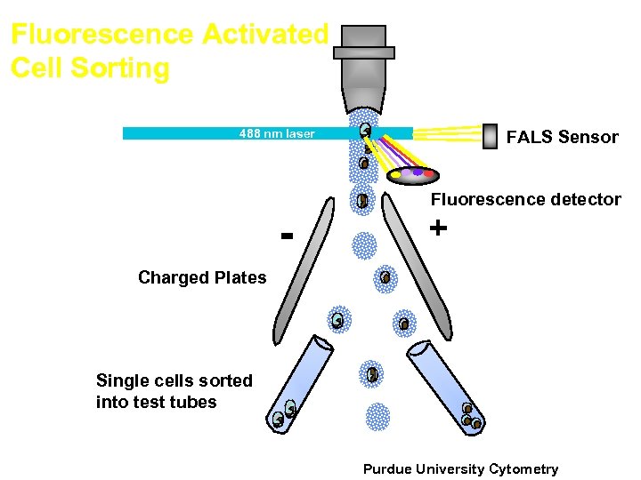 Fluorescence Activated Cell Sorting FALS Sensor 488 nm laser - Fluorescence detector + Charged