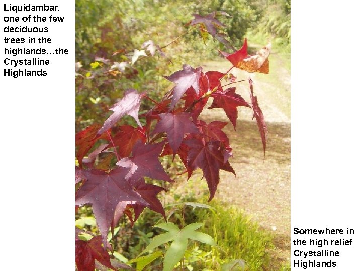 Liquidambar, one of the few deciduous trees in the highlands…the Crystalline Highlands Somewhere in