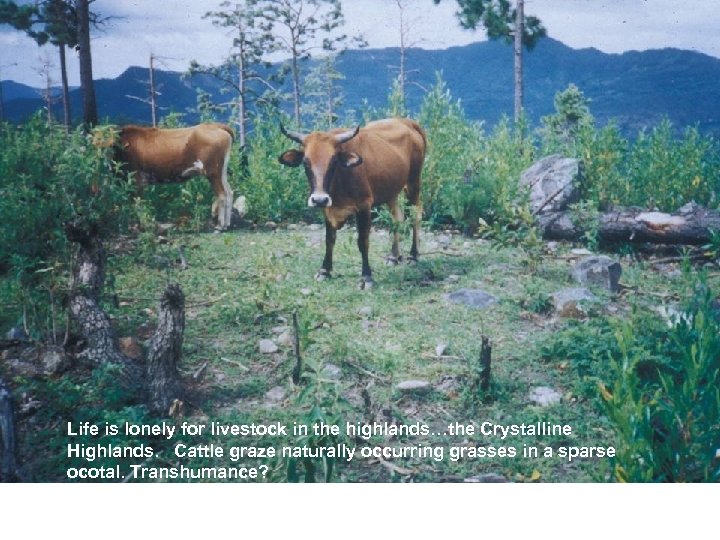 Life is lonely for livestock in the highlands…the Crystalline Highlands. Cattle graze naturally occurring