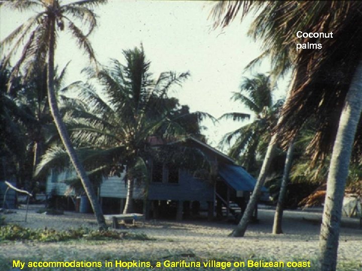 Coconut palms My accommodations in Hopkins, a Garifuna village on Belizean coast 