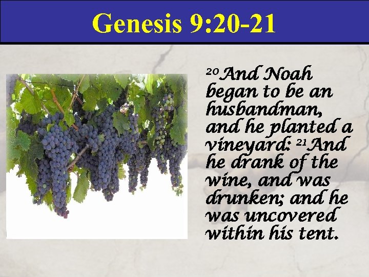 Genesis 9: 20 -21 20 And Noah began to be an husbandman, and he