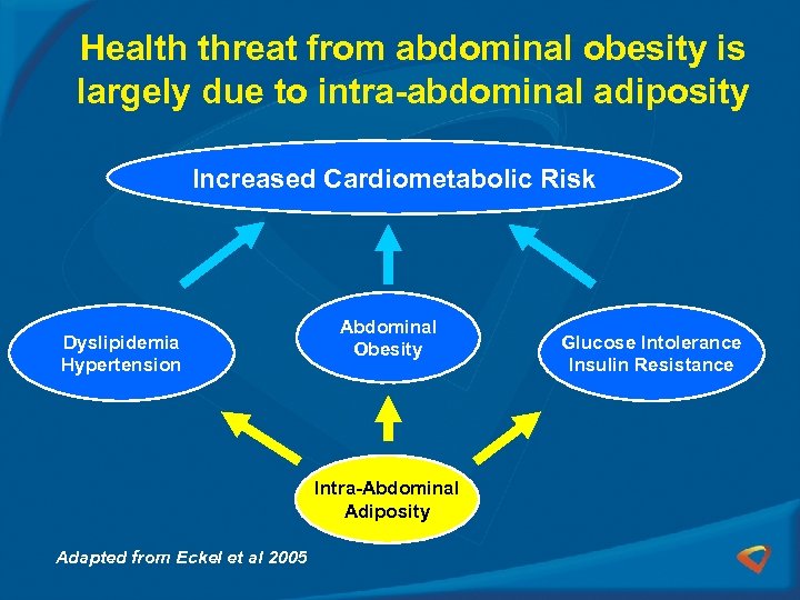 Health threat from abdominal obesity is largely due to intra-abdominal adiposity Increased Cardiometabolic Risk