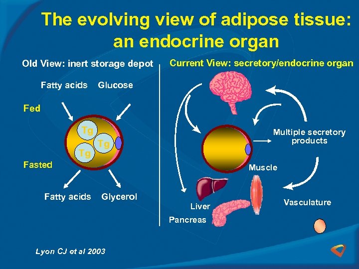The evolving view of adipose tissue: an endocrine organ Old View: inert storage depot