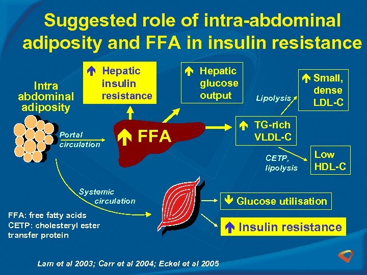 Suggested role of intra-abdominal adiposity and FFA in insulin resistance Intra abdominal adiposity Hepatic