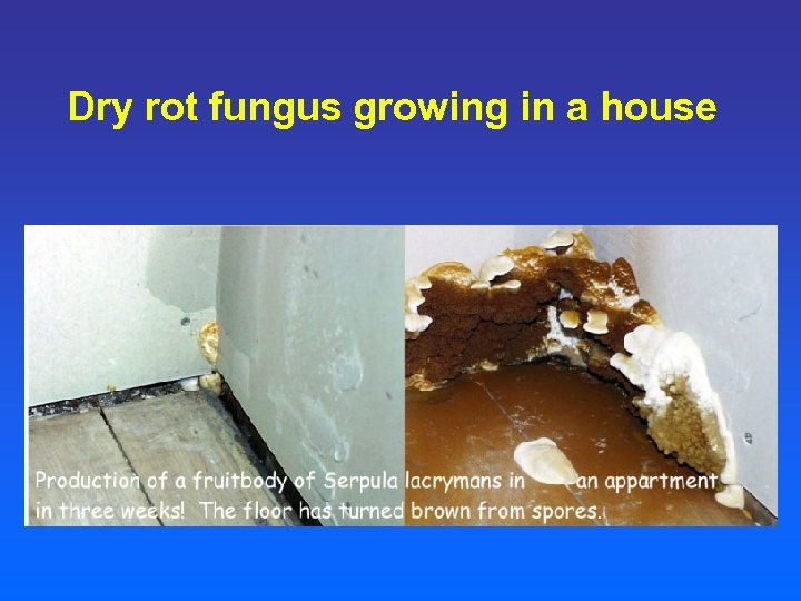 Dry rot fungus growing in a house 