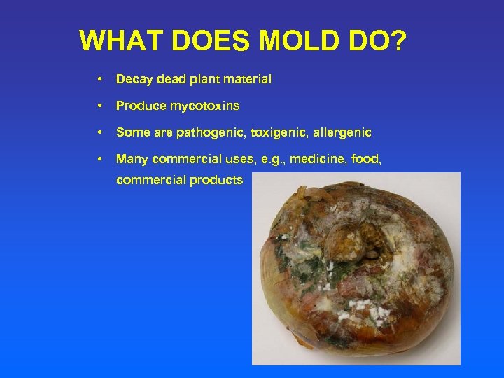 WHAT DOES MOLD DO? • Decay dead plant material • Produce mycotoxins • Some