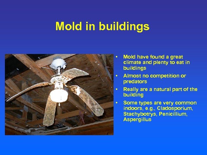 Mold in buildings • Mold have found a great climate and plenty to eat