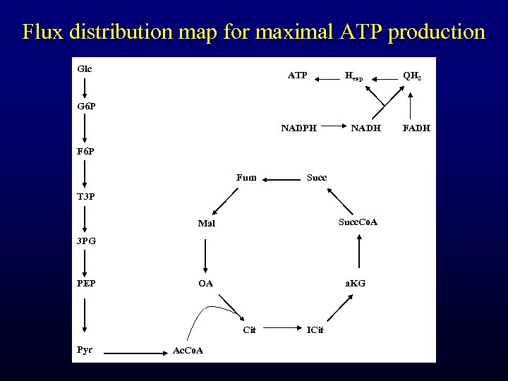 Flux distribution map for maximal ATP production Glc ATP Hexp QH 2 G 6