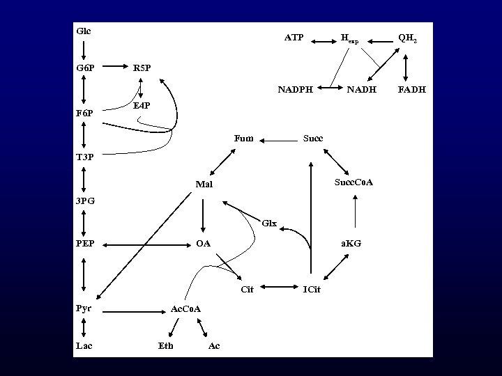 Glc G 6 P ATP NADH E 4 P Fum Succ T 3 P