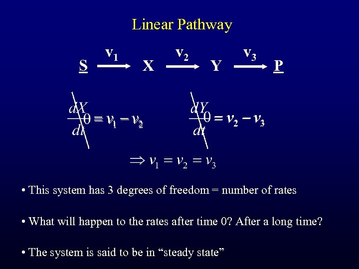Linear Pathway S v 1 X v 2 Y v 3 P • This