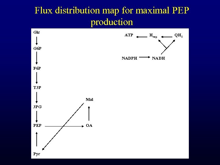 Flux distribution map for maximal PEP production Glc ATP Hexp G 6 P NADPH