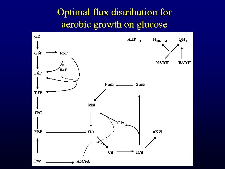 Optimal flux distribution for aerobic growth on glucose Glc G 6 P ATP Hexp