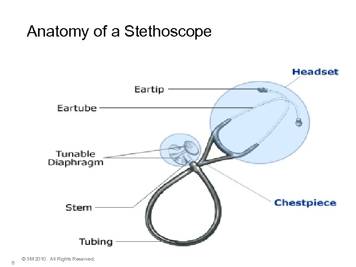 Anatomy of a Stethoscope 6 © 3 M 2010. All Rights Reserved. 