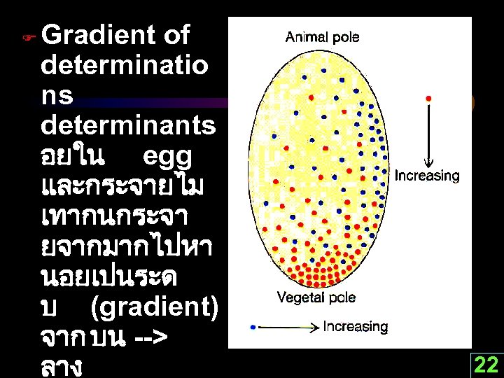 F Gradient of determinatio ns determinants อยใน egg และกระจายไม เทากนกระจา ยจากมากไปหา นอยเปนระด บ (gradient)