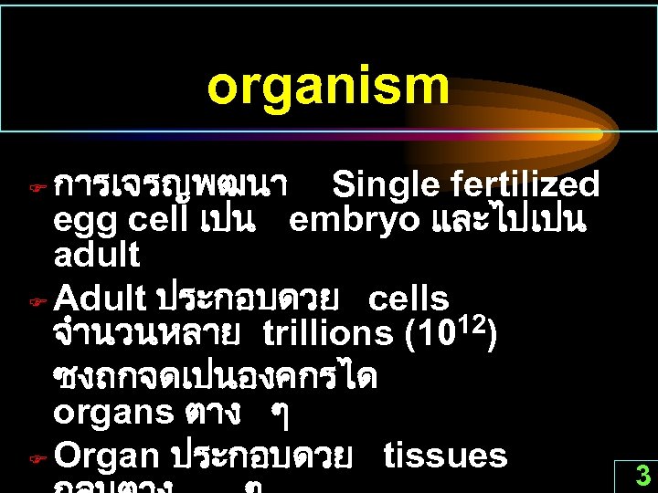 organism การเจรญพฒนา Single fertilized egg cell เปน embryo และไปเปน adult F Adult ประกอบดวย cells