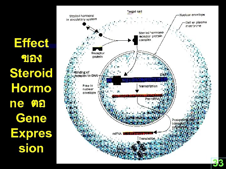 Effect ของ Steroid Hormo ne ตอ Gene Expres sion 33 