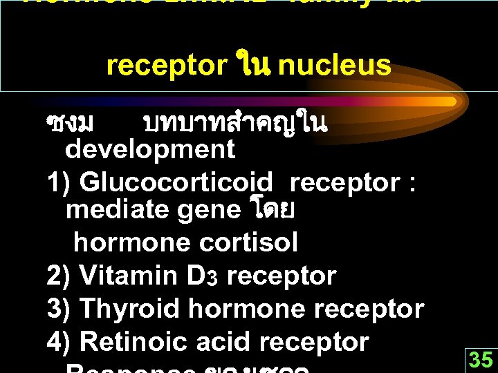 Hormone อกหลาย family ทม receptor ใน nucleus ซงม บทบาทสำคญใน development 1) Glucocorticoid receptor :