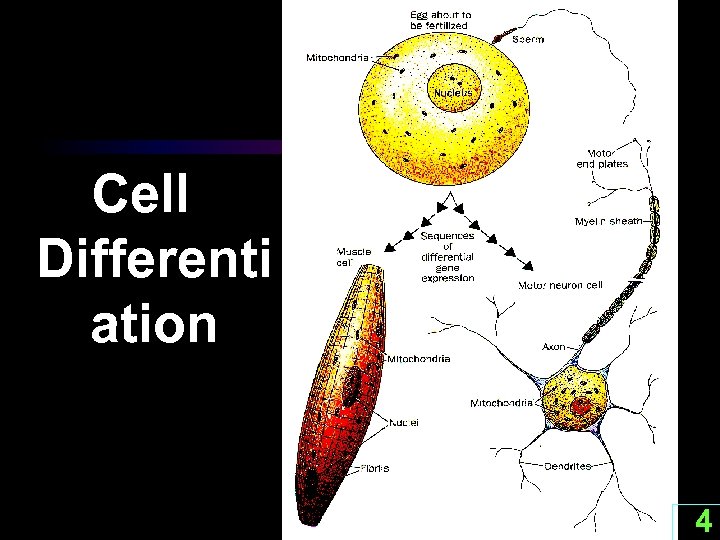 Cell Differenti ation 4 