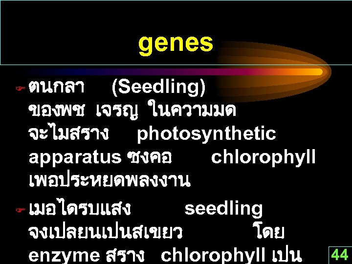 genes ตนกลา (Seedling) ของพช เจรญ ในความมด จะไมสราง photosynthetic apparatus ซงคอ chlorophyll เพอประหยดพลงงาน F เมอไดรบแสง